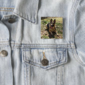 Duitse Button Shepherd (In situ)