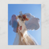 Duitse Dog Trainer Flyer (Achterkant)