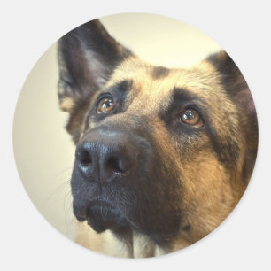 Duitse herder Afbeelding Stickers