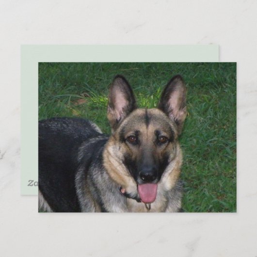 Duitse herder briefkaart (Voorkant / Achterkant)