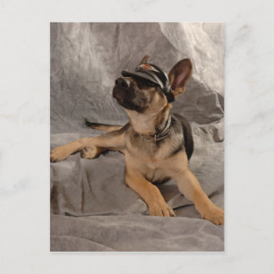 Duitse herder briefkaart