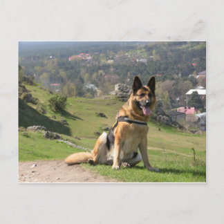 Duitse herder briefkaart