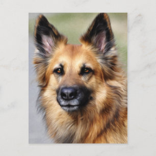 Duitse herder briefkaart