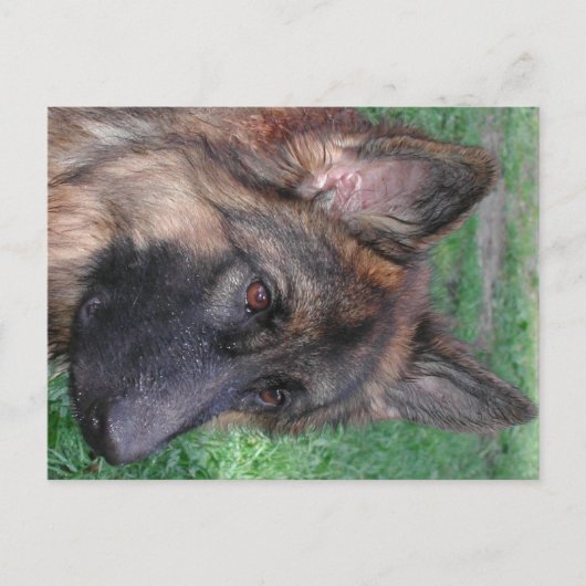duitse herder briefkaart (Voorkant)