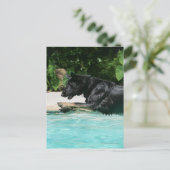 Duitse herder die in Water springen Briefkaart (Staand voorkant)