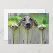 Duitse herder die over hek kijkt briefkaart (Voorkant / Achterkant)