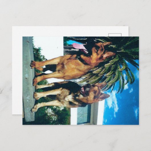 Duitse herder groep briefkaart (Voorkant / Achterkant)