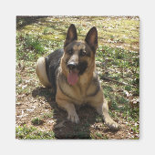 Duitse herder hond Afbeelding magneet (Voorkant)