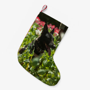 Duitse herder in een veld kleine kerstsok