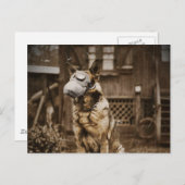 Duitse herder in gasmasker briefkaart (Voorkant / Achterkant)