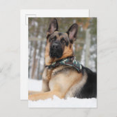 Duitse herder in sneeuw briefkaart (Voorkant / Achterkant)