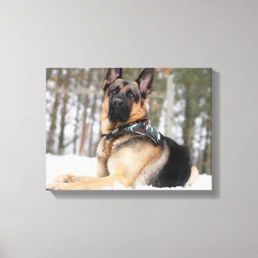Duitse herder in sneeuw canvas afdruk (Voorkant)