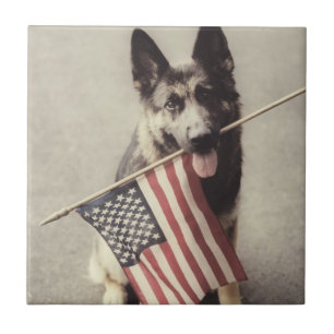 Duitse herder met Amerikaanse vlag Tegeltje