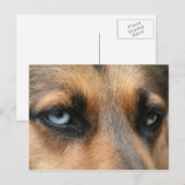 duitse herder met blauwe ogen briefkaart (Voorkant / Achterkant)