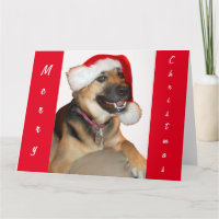 Duitse herder met Pet voor de kerstman