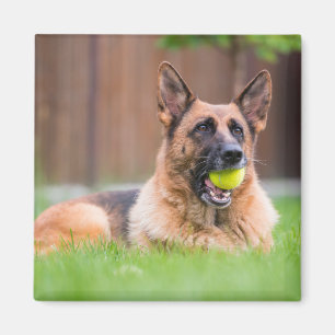 Duitse herder met Tennis Ball Magneet