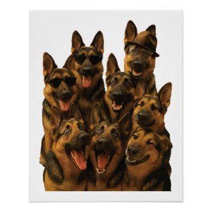 Duitse Herder Perfect Poster