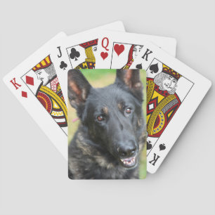 Duitse herder pokerkaarten