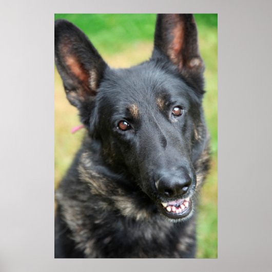 Duitse herder poster (Voorkant)