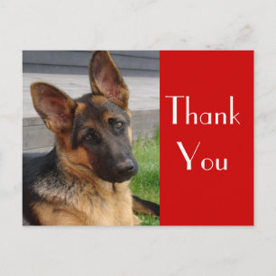 Duitse Herder Puppy Dog Bedankt Post Kaart