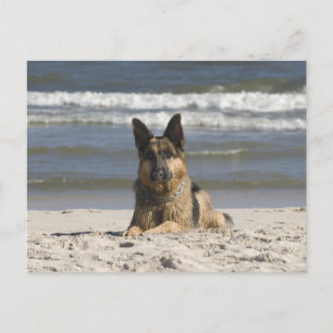 Duitse Herder Puppy Dog Blank Post Kaart