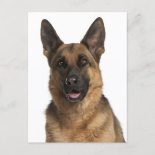 Duitse Herder Puppy Dog Blank Post Kaart
