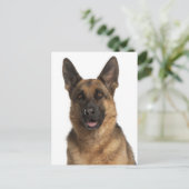 Duitse Herder Puppy Dog Blank Post Kaart (Staand voorkant)