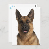 Duitse Herder Puppy Dog Blank Post Kaart (Voorkant / Achterkant)