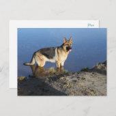 Duitse Herder Puppy Dog Blank Post Kaart (Voorkant / Achterkant)