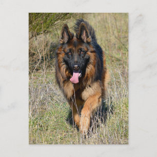 Duitse Herder Puppy Dog Blank Post Kaart