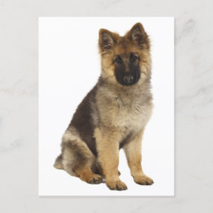 Duitse Herder Puppy Dog Blank Post Kaart