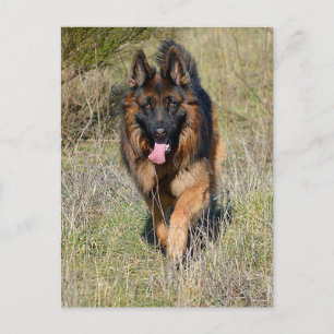 Duitse Herder Puppy Dog Blank Post Kaart