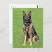 Duitse Herder Puppy Dog Blank Post Kaart (Voorkant / Achterkant)