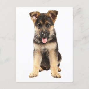 Duitse Herder Puppy Dog Blank Post Kaart