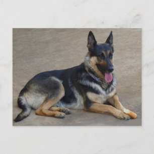 Duitse Herder Puppy Dog Blank Post Kaart