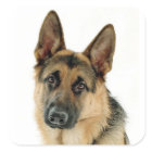 Duitse Herder Puppy Dog Stickers / labels