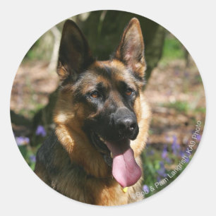 Duitse herder ronde sticker