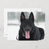 duitse herder zwarte sneeuw briefkaart (Voorkant / Achterkant)