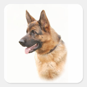 Duitse herderhond vierkante sticker