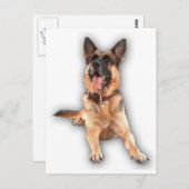 Duitse herderlacht briefkaart (Voorkant / Achterkant)