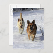 Duitse herders die in de sneeuw lopen briefkaart (Voorkant / Achterkant)
