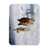 Duitse herders die in de sneeuw lopen magneet (Verticaal)