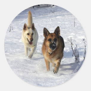 Duitse herders die in de sneeuw lopen ronde sticker