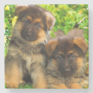 Duitse herders stenen onderzetter