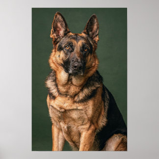 Duitse Herdershond Groen Studio Portret Poster