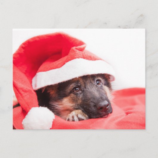 Duitse herderspuppy briefkaart (Voorkant)