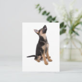 Duitse herderspuppy briefkaart (Staand voorkant)
