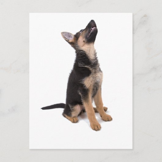 Duitse herderspuppy briefkaart (Voorkant)