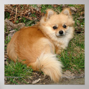 Duitse Kleinspitz hond Poster