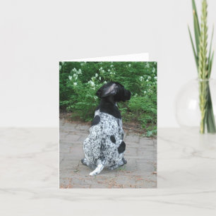 Duitse Korthaar Pointer Puppy Kaart